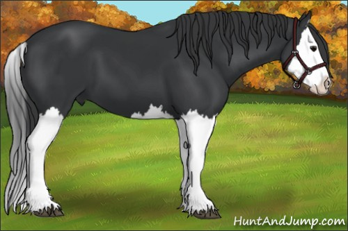 Horse Color: Black Splash 