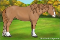 Horse Color:Chestnut Splash 