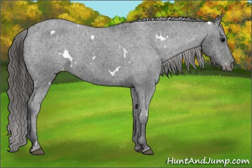 Horse Color: White Spotted Black Varnish 