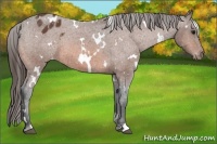 Horse Color:White Spotted Bay Varnish 