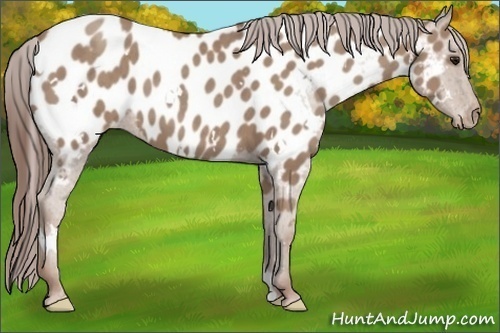Horse Color: Unknown 