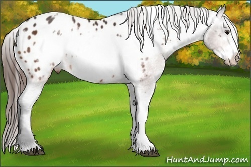Horse Color: White Spotted Bay Frame Blanket 