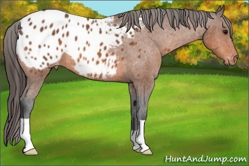 Horse Color: Bay Blanket 