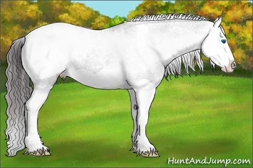 Horse Color: Black Splash Snowcap 