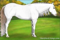Horse Color:White Spotted Buckskin Appaloosa 