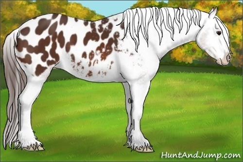 Horse Color: Unknown 