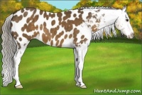 Horse Color:Chocolate Palomino Appaloosa 