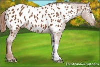 Horse Color:Chestnut Appaloosa