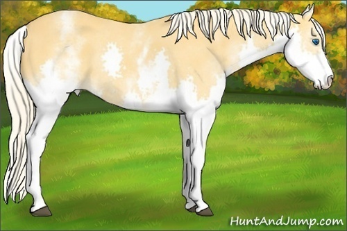 Horse Color: White Spotted Palomino Splash 