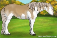 Horse Color:Chocolate Palomino Splash 