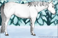Horse Color:Gray White Spotted Brown Dun