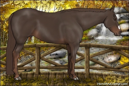 Horse Color: Liver Chestnut 