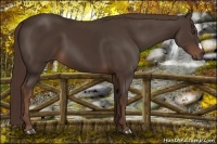 Horse Color:Liver Chestnut 