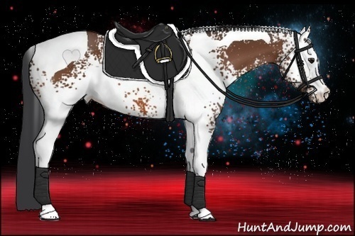 Horse Color:White Spotted Bay Tobiano 