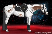 Horse Color:White Spotted Bay Tobiano 