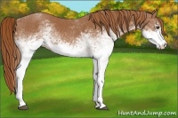 Horse Color:White Spotted Chestnut 