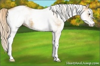 Horse Color:White Spotted Palomino 
