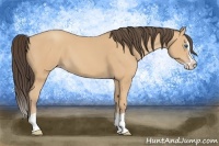 Horse Color:Amber Champagne Splash 