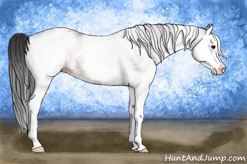 Horse Color: White Spotted Bay Splash 