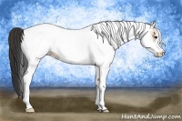 Horse Color:White Spotted Bay 