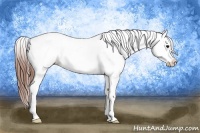 Horse Color:White Spotted Brown Dun Appaloosa Rabicano 