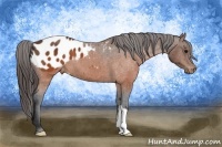 Horse Color:Brown Appaloosa 