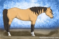 Horse Color:Buckskin 