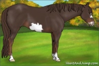 Horse Color:Liver Chestnut Frame 