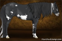 Horse Color:White Spotted Black Frame