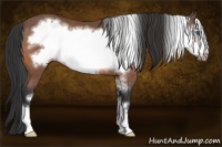 Horse Color:Bay Frame Rabicano 