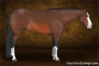 Horse Color:Bay Splash 