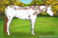 Horse Color:White Spotted Chestnut Ice Splash Frame 