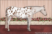 Horse Color:Chestnut Sabino Near Leopard 
