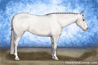 Horse Color:Bay Dun Sabino Appaloosa