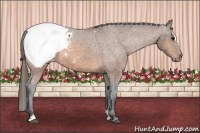 Horse Color:Bay Sabino Snowcap 