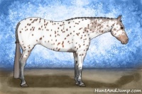 Horse Color:Bay Sabino Appaloosa