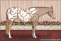 Horse Color:Chestnut Sabino Appaloosa 