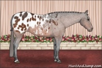 Horse Color:Bay Sabino Appaloosa 