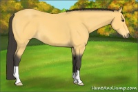 Horse Color:Buckskin 