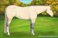 Horse Color:Buckskin Varnish 