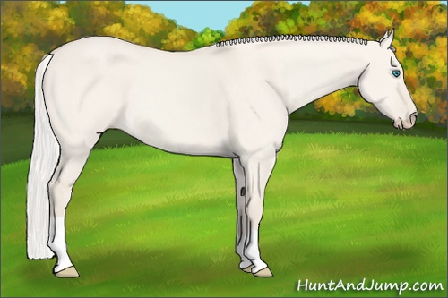 Horse Color:Silver Smoky Creme Dun 