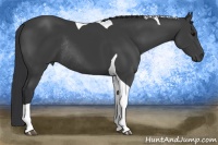 Horse Color:Black Tobiano Rabicano 