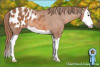 Horse Color:Liver Chestnut Splash Appaloosa 