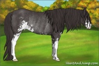 Horse Color:Smoky Black Sabino Rabicano 