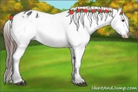 Horse Color:Brown Appaloosa Rabicano