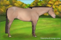 Horse Color:Amber Champagne 