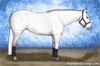 Horse Color:Gray Silver Bay