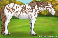 Horse Color:White Spotted Chestnut Near Leopard 