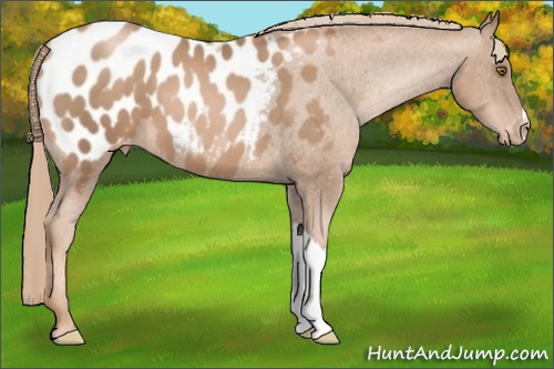 Horse Color: Liver Chestnut Pearl Blanket 