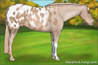 Horse Color:Liver Chestnut Pearl Appaloosa 